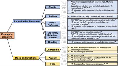 Frontiers | Current Perspectives on Kisspeptins Role in Behaviour